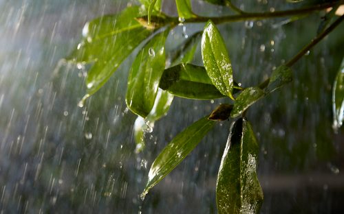 Close-up of green leaves with water droplets as rain falls, with the background softly blurred.