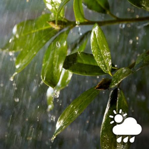 Close-up of green leaves with water droplets in rainfall, featuring a weather icon showing sun, cloud, and raindrops in the corner.